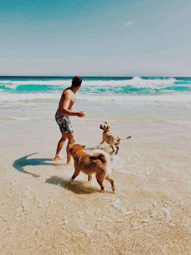 Pet traveler holds a tennis ball to throw for two dogs at ocean beach