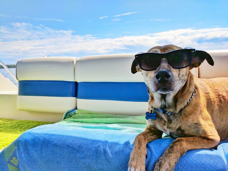 Look for last minute vacation rentals that are pet friendly to save money on travel