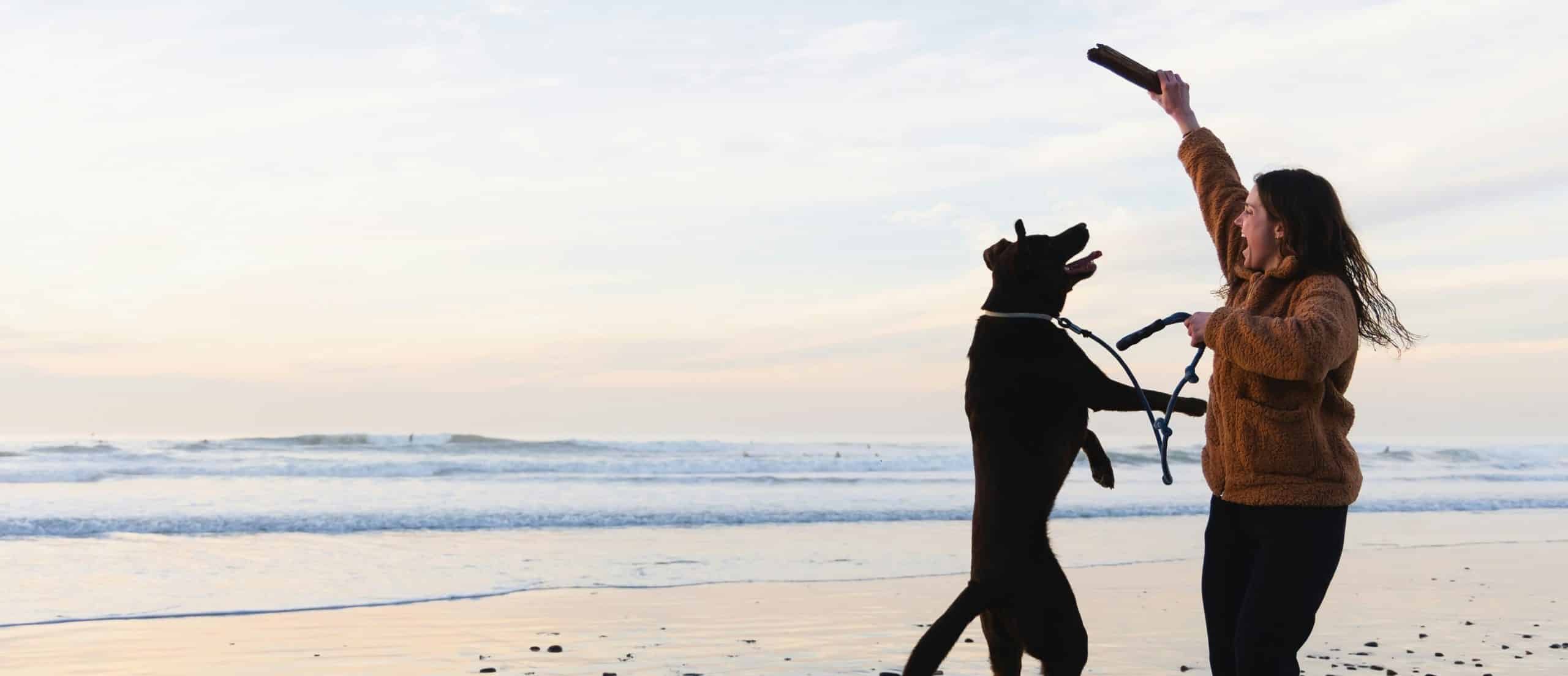 Pawfect Getaways: Discover America’s Top Pet-Friendly Cities