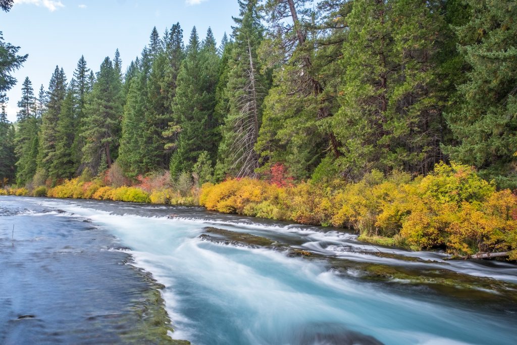 A river surrounded with flowers in autumn during daytime